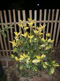 High angle view of plants growing in yard
