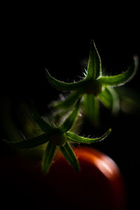 Close-up of potted plant against black background