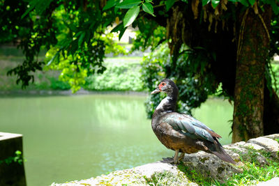 Bird perching on retaining wall by river