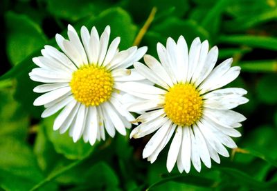 Close-up of white daisy flower