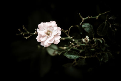 Close-up of flowers on plant at night