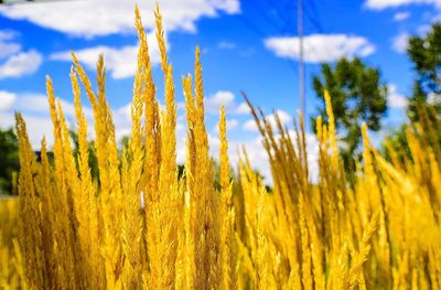 Close-up of crop in field