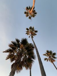 Low angle view of coconut palm tree against clear sky