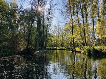 Scenic view of lake in forest against sky