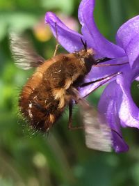 Close-up of bee on purple flower