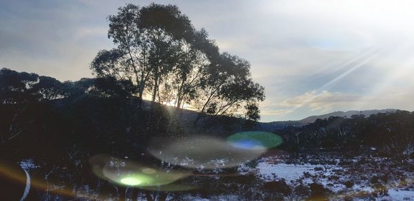 Trees on snowcapped landscape against sky