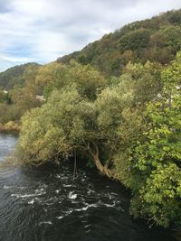 Scenic view of river amidst trees in forest against sky