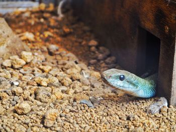 Close-up of fish swimming in sea