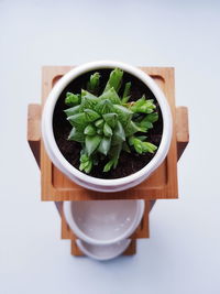 Directly above shot of leaves in bowl on table