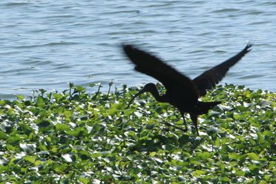 Bird flying over water