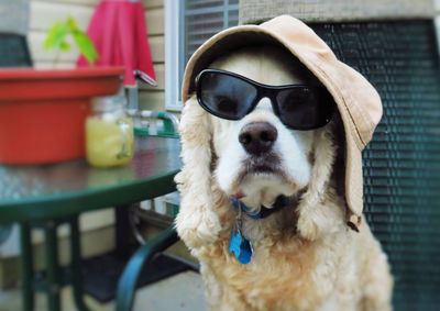 Close-up of dog wearing sunglasses and cap