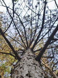 Low angle view of bare trees against sky