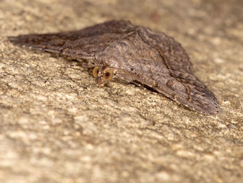 Close-up of lizard on rock