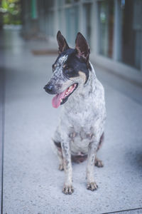Close-up of dog sticking out tongue