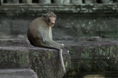 Long-tailed macaque sits eating at angkor wat