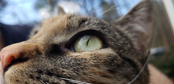 Close-up of cat