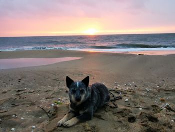 View of a dog on beach