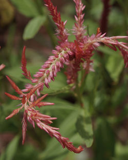 Close-up of red flowers