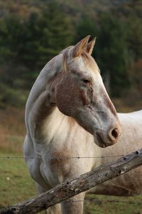 Close-up of a horse on field