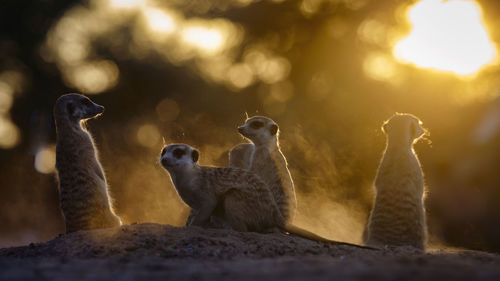 Meerkat family