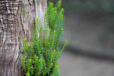 Close-up of tree trunk