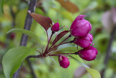 Close-up of red flowering plant