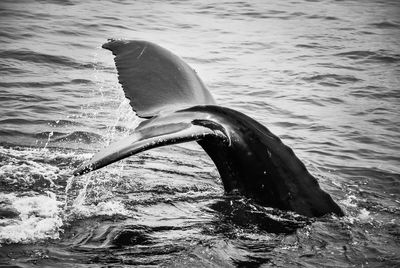 Close-up of whale in the sea