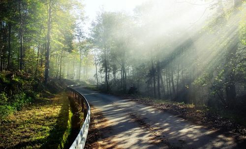 Road passing through forest