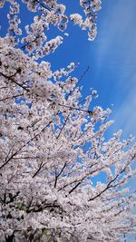 Low angle view of cherry blossom tree