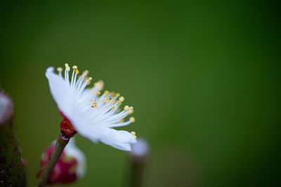 Close-up of white ume flower