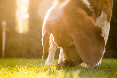 View of a dog on field