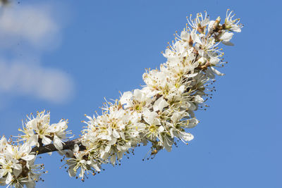 Close-up of white flowering plant against clear blue sky