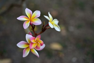 Close-up of yellow flowering plant