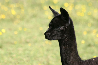 Close-up of llama calf on field