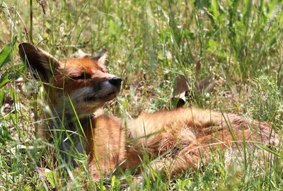 View of an animal on land