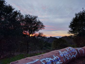 Close-up of tree against sky at sunset