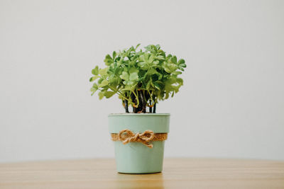 Close-up of potted plant on table against white background