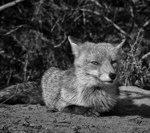 Close-up of an animal sitting on land