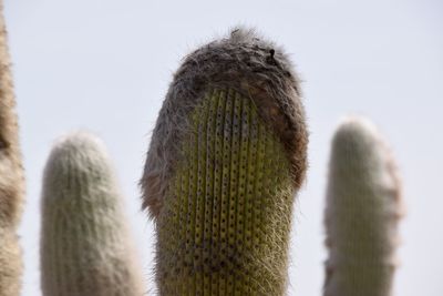 Close-up of cactus against sky