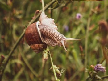 Close-up of snail on plant