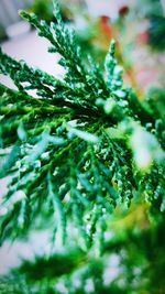 Close-up of pine tree leaves