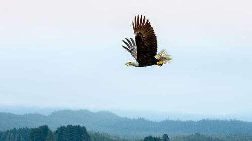 Low angle view of bald eagle flying against sky