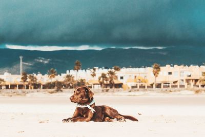 Dog sitting on sand at beach