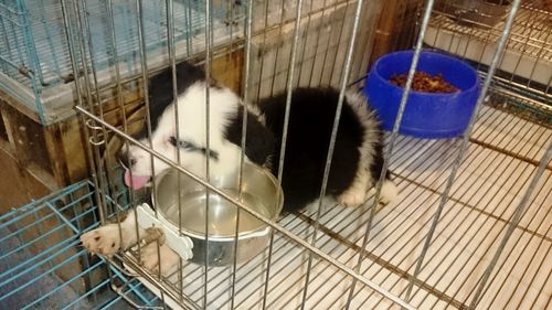 High angle view of cat in cage