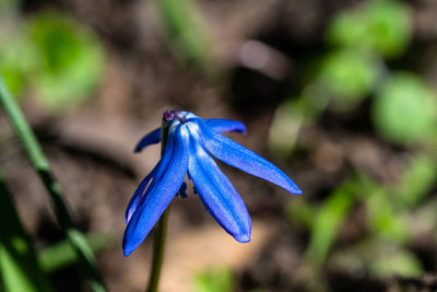 Close-up of purple blue flower