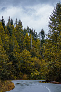 Trees in forest against sky during autumn