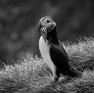 Close-up of a bird looking away