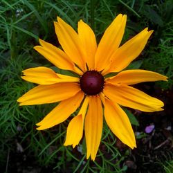 Close-up of yellow flower