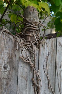 Close-up of tree branch