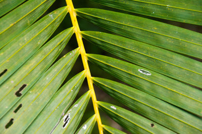 Full frame shot of palm leaves
